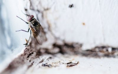 Le remède naturel de la semaine : les huiles essentielles pour faire fuir les mouches