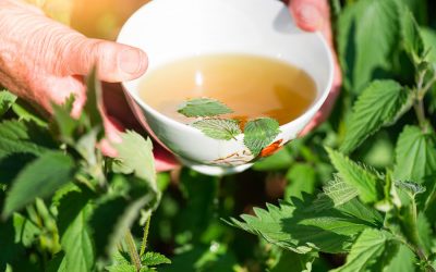 Le remède naturel de la semaine : la tisane d’orties pour lutter contre le rhume des foins