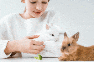Petite fille caressant lapins blanc et brun