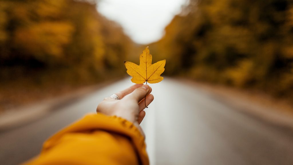 main avec une feuille d'érable aune. Route en forêt en fond